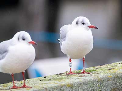 Black-headed Gull