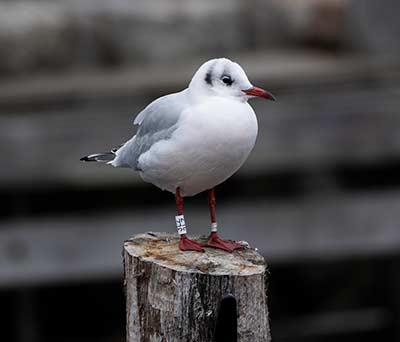 Black-headed Gull (Chroicocephalus ridibundus) [Dragør, Denmark]