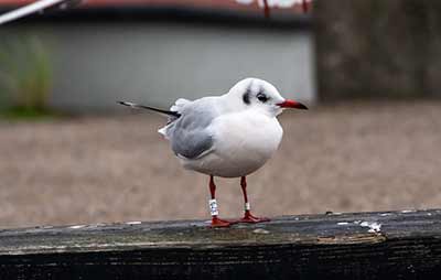 Black-headed Gull (Chroicocephalus ridibundus) [Dragør, Denmark]