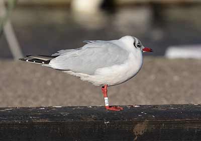Black-headed Gull (Chroicocephalus ridibundus) [Dragør, Denmark]