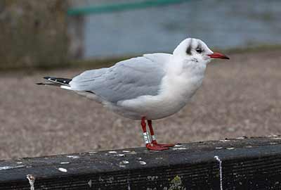 Black-headed Gull (Chroicocephalus ridibundus) [Dragør, Denmark]