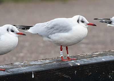 Black-headed Gull (Chroicocephalus ridibundus) [Dragør, Denmark]