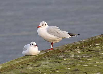 Black-headed Gull (Chroicocephalus ridibundus) [Dragør, Denmark]