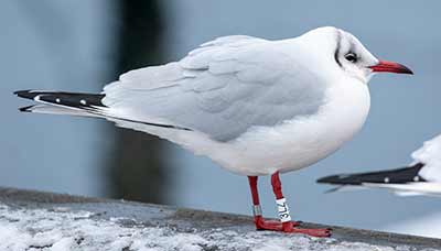 Black-headed Gull (Chroicocephalus ridibundus) [Dragør, Denmark]