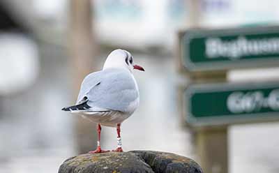 Black-headed Gull (Chroicocephalus ridibundus) [Dragør, Denmark]