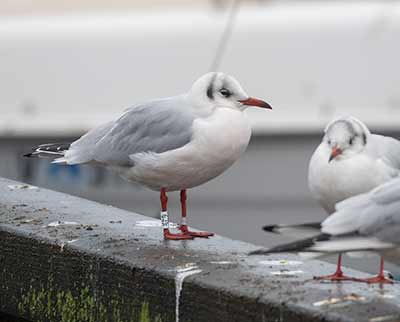 Black-headed Gull (Chroicocephalus ridibundus) [Dragør, Denmark]