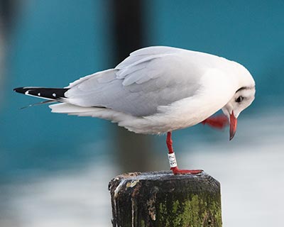 Black-headed Gull (Chroicocephalus ridibundus) [Dragør, Denmark]