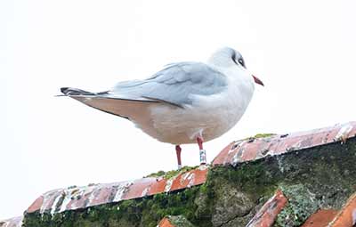 Black-headed Gull (Chroicocephalus ridibundus) [Dragør, Denmark]
