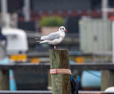 Black-headed Gull (Chroicocephalus ridibundus) [Dragør, Denmark]