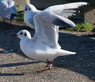 Black-headed Gull (Chroicocephalus ridibundus) [Dragør, Denmark]
