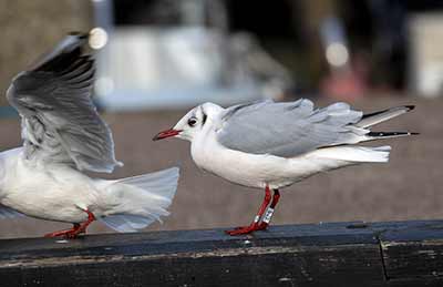 Black-headed Gull (Chroicocephalus ridibundus) [Dragør, Denmark]