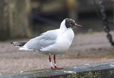 Black-headed Gull (Chroicocephalus ridibundus) [Dragør, Denmark]