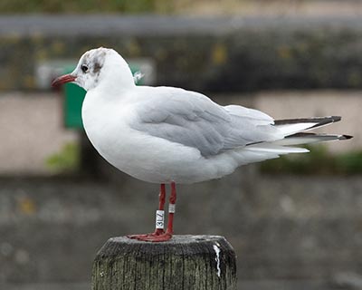 Black-headed Gull (Chroicocephalus ridibundus) [Dragør, Denmark]