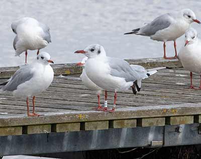 Black-headed Gull (Chroicocephalus ridibundus) [Dragør, Denmark]