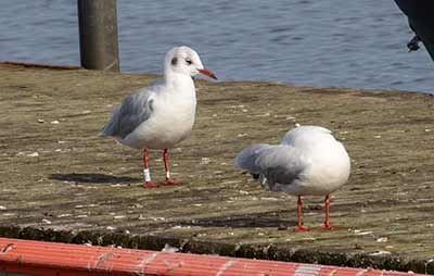 Black-headed Gull (Chroicocephalus ridibundus) [Dragør, Denmark]