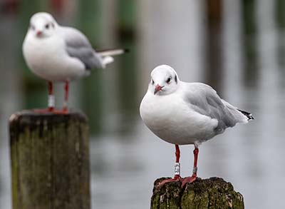 Black-headed Gull (Chroicocephalus ridibundus) [Dragør, Denmark]
