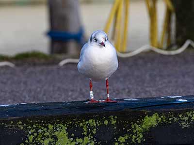Black-headed Gull (Chroicocephalus ridibundus) [Dragør, Denmark]