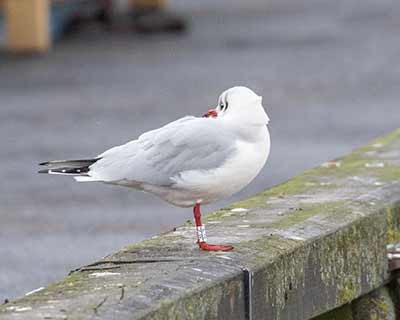 Black-headed Gull (Chroicocephalus ridibundus) [Dragør, Denmark]