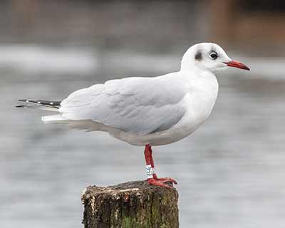 Black-headed Gull (Chroicocephalus ridibundus) [Dragør, Denmark]