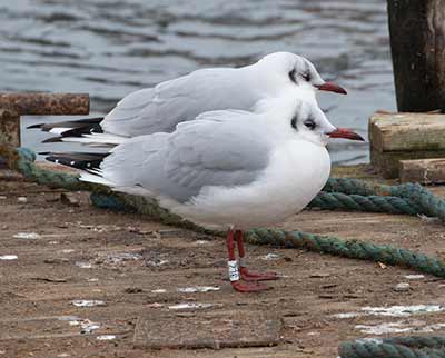 Black-headed Gull (Chroicocephalus ridibundus) [Dragør, Denmark]
