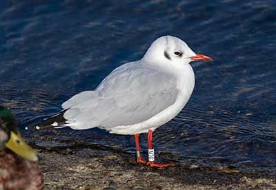 Black-headed Gull (Chroicocephalus ridibundus) [Dragør, Denmark]