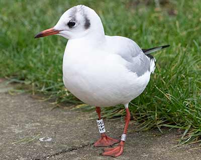 Black-headed Gull (Chroicocephalus ridibundus) [Islands Brygge (Amager), Denmark]