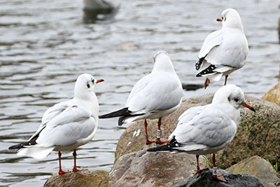 Black-headed Gull (Chroicocephalus ridibundus) [Christianshavns vold og voldgrav, Denmark]