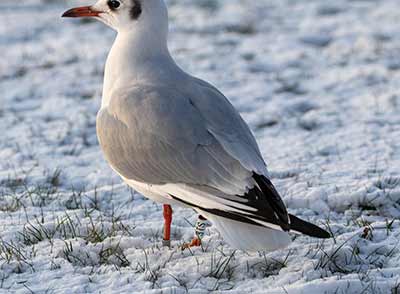 Black-headed Gull (Chroicocephalus ridibundus) [Christianshavns vold og voldgrav, Denmark]