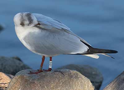 Black-headed Gull (Chroicocephalus ridibundus) [Christianshavns vold og voldgrav, Denmark]