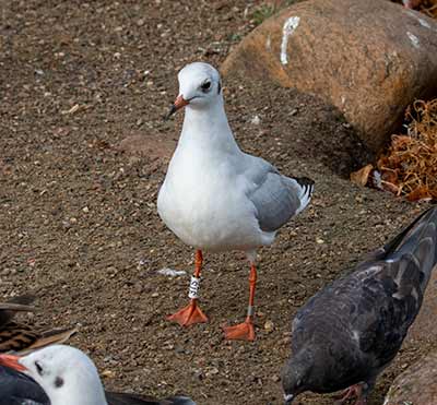 Black-headed Gull (Chroicocephalus ridibundus) [Christianshavns vold og voldgrav, Denmark]