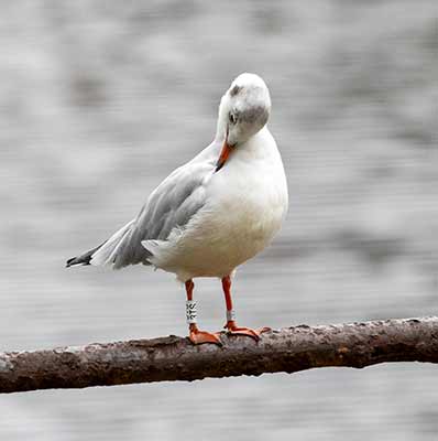 Black-headed Gull (Chroicocephalus ridibundus) [Christianshavns vold og voldgrav, Denmark]