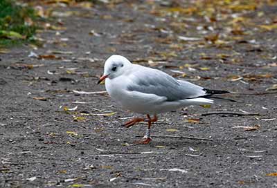 Black-headed Gull (Chroicocephalus ridibundus) [Søerne (København), Denmark]