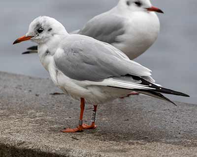 Black-headed Gull (Chroicocephalus ridibundus) [Søerne (København), Denmark]