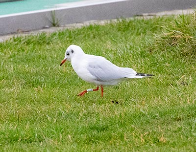 Black-headed Gull (Chroicocephalus ridibundus) [Amager Strandpark, Denmark]