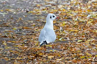 Black-headed Gull (Chroicocephalus ridibundus) [Søerne (København), Denmark]