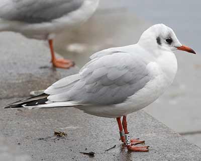Black-headed Gull (Chroicocephalus ridibundus) [Søerne (København), Denmark]