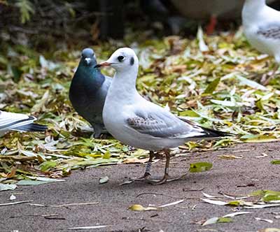 Black-headed Gull (Chroicocephalus ridibundus) [Søerne (København), Denmark]