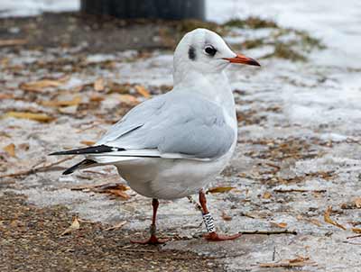 Black-headed Gull (Chroicocephalus ridibundus) [Søerne (København), Denmark]