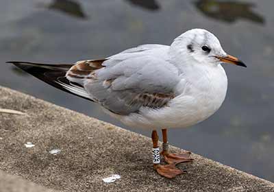Black-headed Gull (Chroicocephalus ridibundus) [Søerne (København), Denmark]
