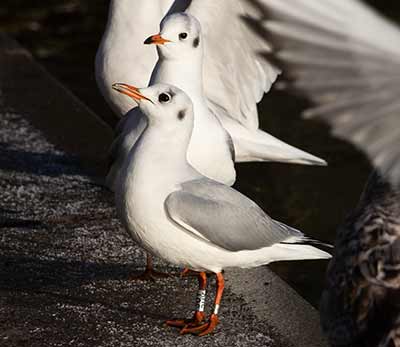 Black-headed Gull (Chroicocephalus ridibundus) [Søerne (København), Denmark]