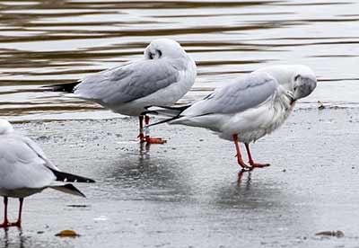Black-headed Gull (Chroicocephalus ridibundus) [Søerne (København), Denmark]