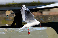 Black-headed Gull (Chroicocephalus ridibundus) [Dragør, Denmark]