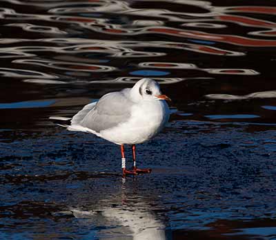 Black-headed Gull (Chroicocephalus ridibundus) [Søerne (København), Denmark]