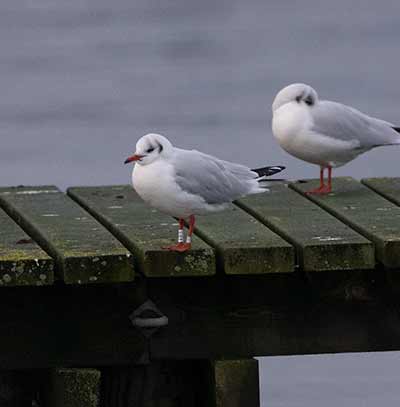 Black-headed Gull (Chroicocephalus ridibundus) [Søstjernen (Amager Strand), Denmark]