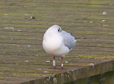 Black-headed Gull (Chroicocephalus ridibundus) [Søstjernen (Amager Strand), Denmark]