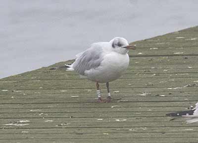 Black-headed Gull (Chroicocephalus ridibundus) [Søstjernen (Amager Strand), Denmark]