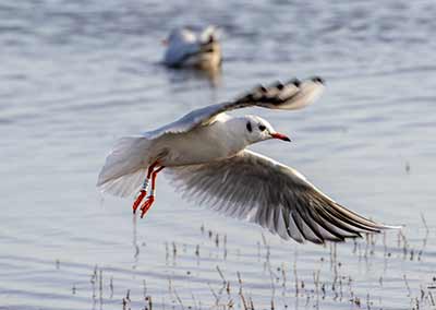 Black-headed Gull (Chroicocephalus ridibundus) [Amager Strandpark, Denmark]