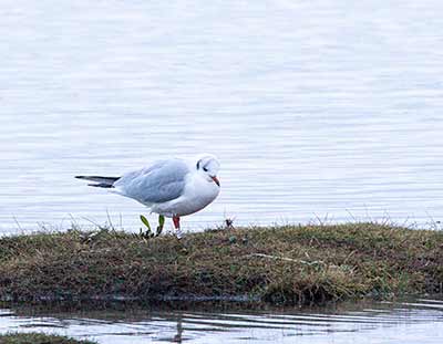 Black-headed Gull (Chroicocephalus ridibundus) [Amager Strandpark, Denmark]