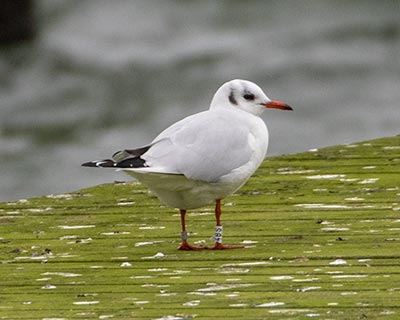 Black-headed Gull (Chroicocephalus ridibundus) [Søstjernen (Amager Strand), Denmark]