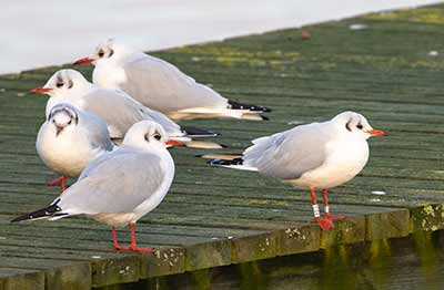 Black-headed Gull (Chroicocephalus ridibundus) [Søstjernen (Amager Strand), Denmark]